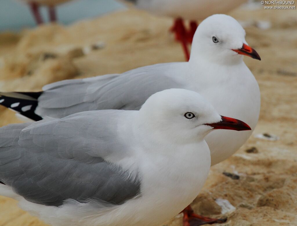 Mouette scopulineadulte