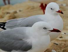 Mouette scopuline