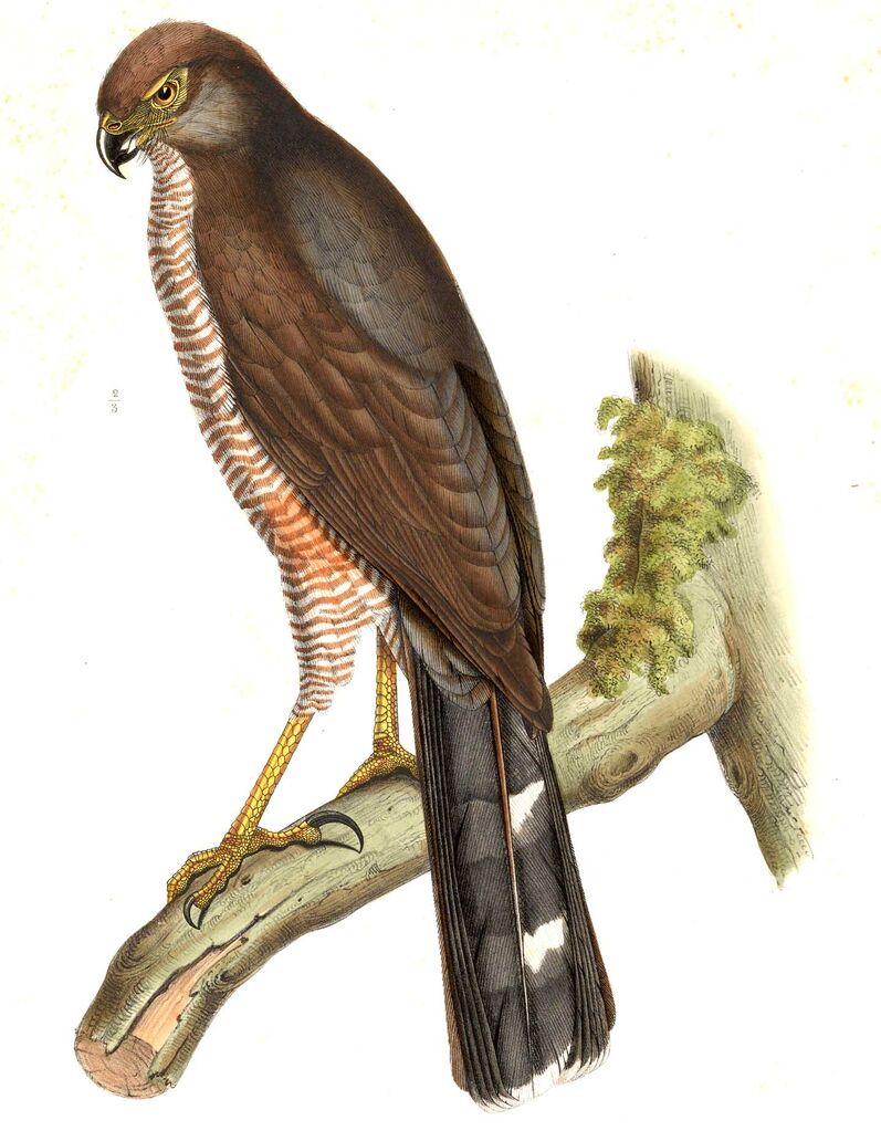 Red-chested Goshawk