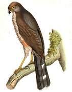 Red-chested Goshawk