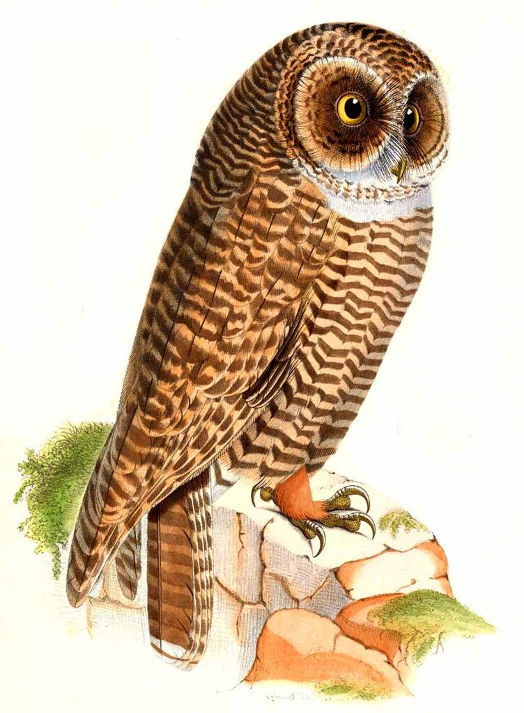 Rufous-legged Owl