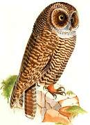 Rufous-legged Owl