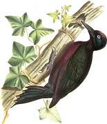 Guadeloupe Woodpecker