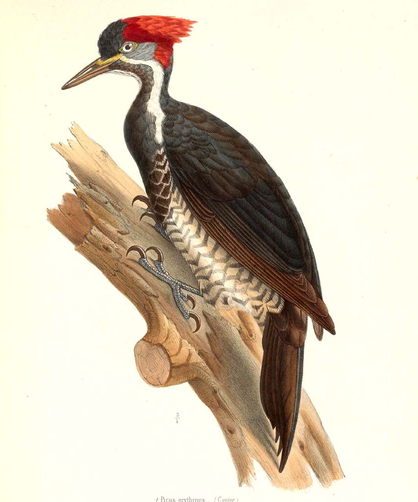 Lineated Woodpecker