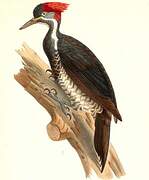 Lineated Woodpecker