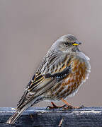 Alpine Accentor