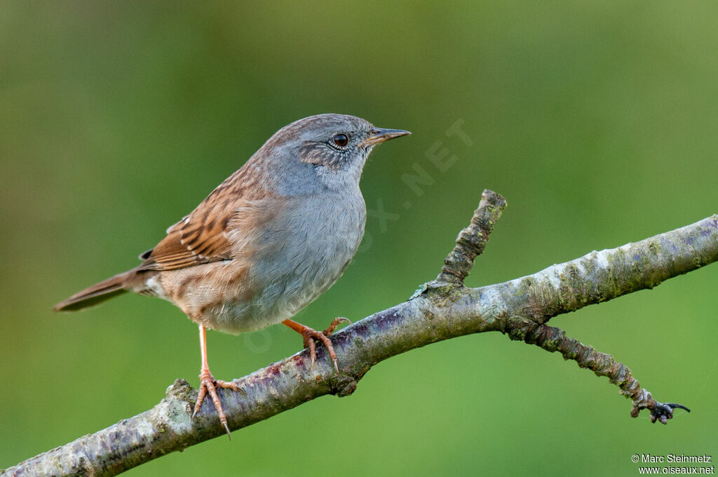 Dunnock