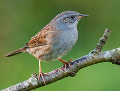 Dunnock