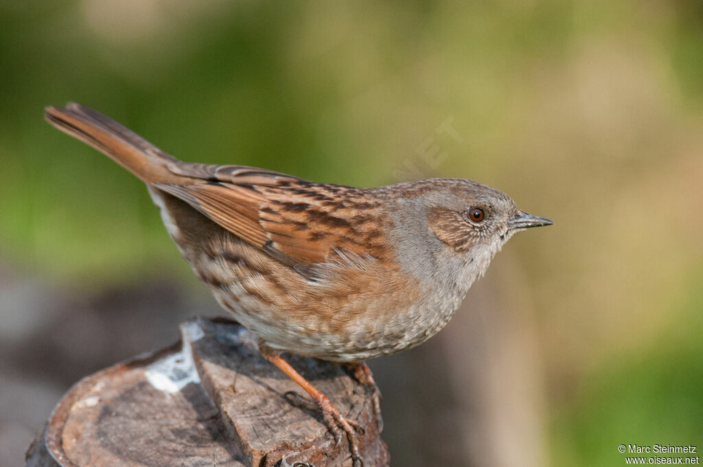 Dunnock