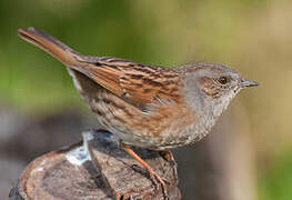 Dunnock