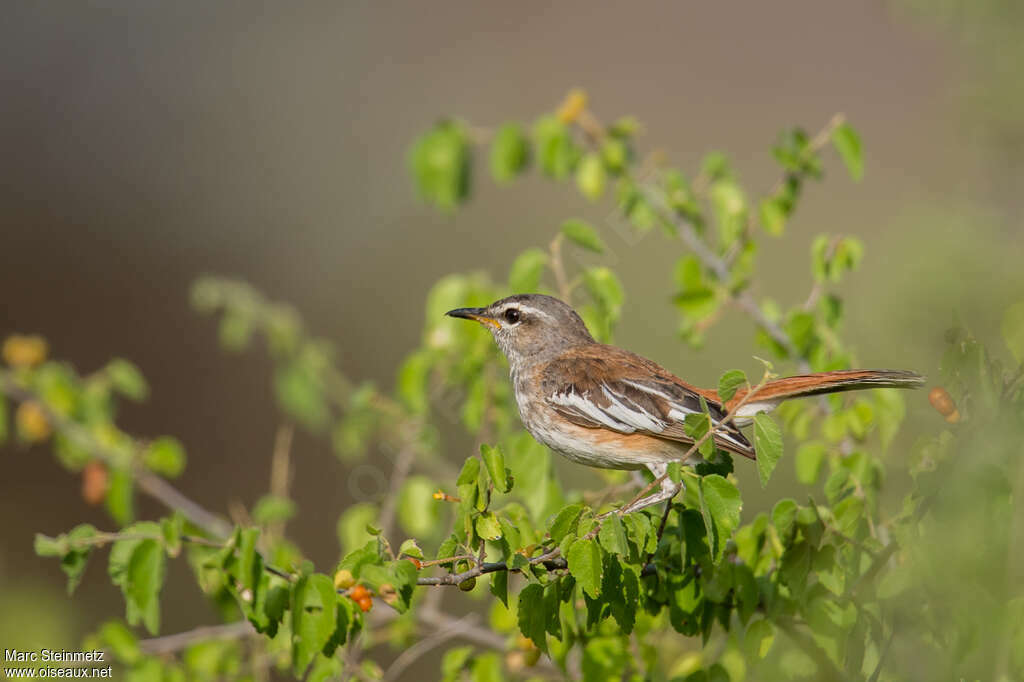 White-browed Scrub Robinadult, habitat