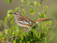 White-browed Scrub Robin