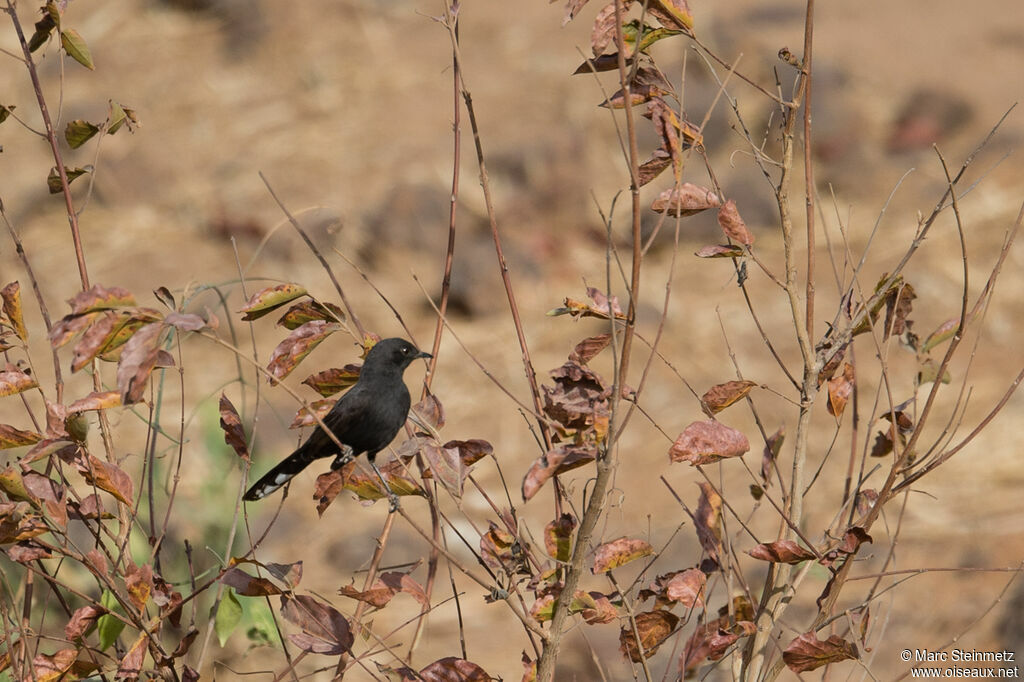 Black Scrub Robin