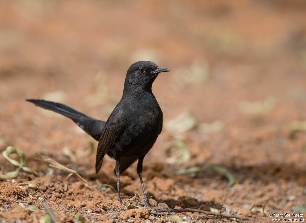 Black Scrub Robin