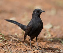 Black Scrub Robin