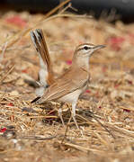 Rufous-tailed Scrub Robin