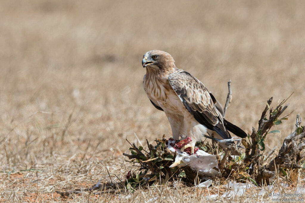 Booted Eagle