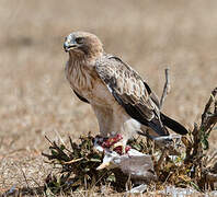 Booted Eagle