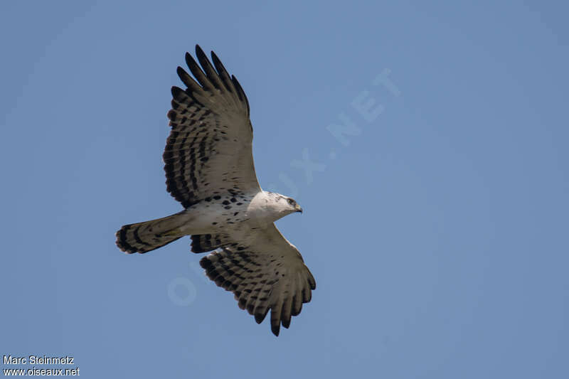 Ayres's Hawk-Eagleadult, moulting, pigmentation, Flight