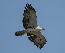 Ayres's Hawk-Eagle