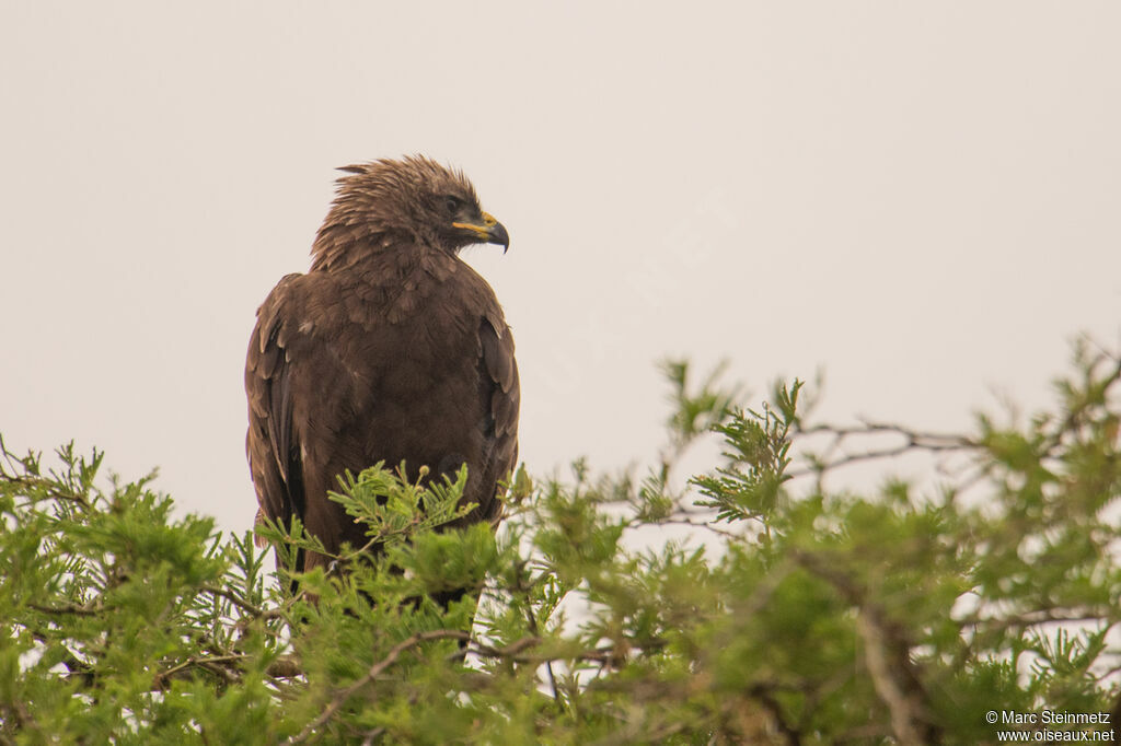 Wahlberg's Eagle