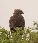 Aigle de Wahlberg