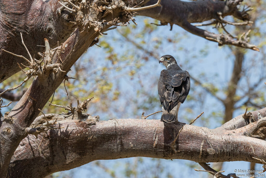 African Hawk-Eagle