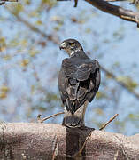 African Hawk-Eagle