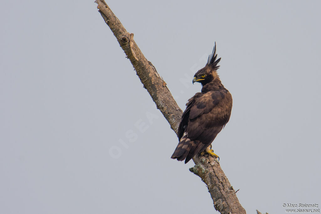 Long-crested Eagle