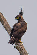 Long-crested Eagle