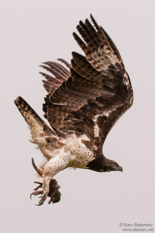 Martial Eagle