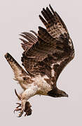 Martial Eagle