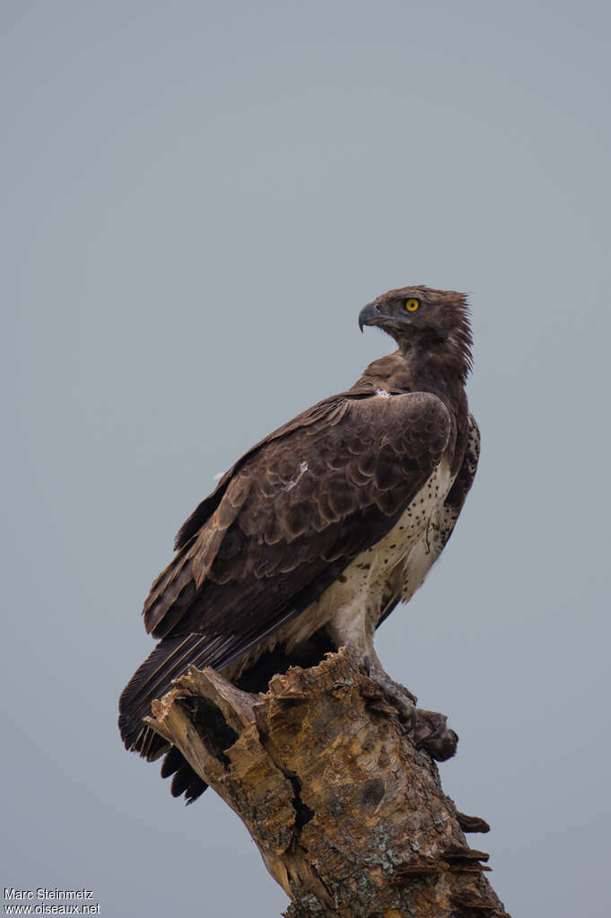 Aigle martialadulte, identification