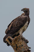 Martial Eagle