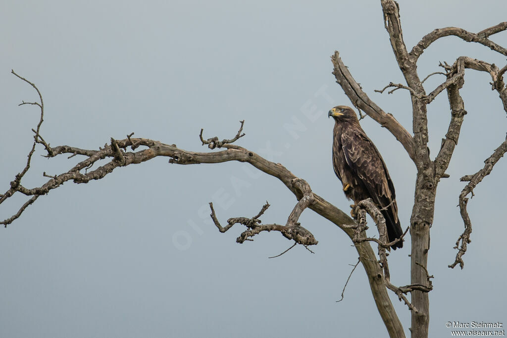 Tawny Eagle