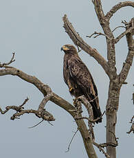 Aigle ravisseur