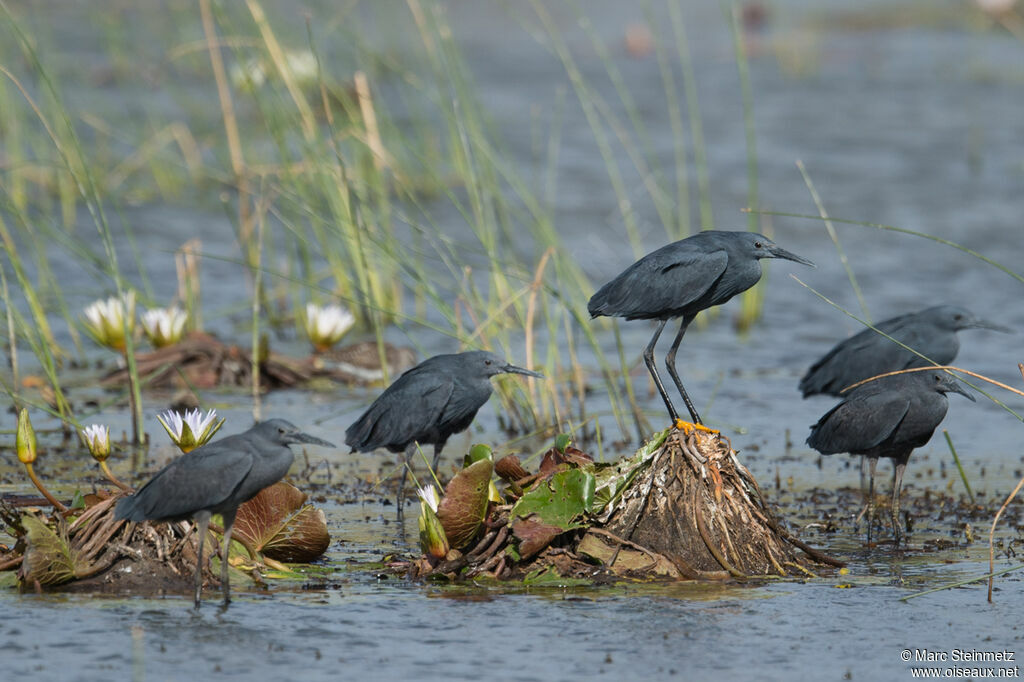 Aigrette ardoisée