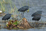 Aigrette ardoisée