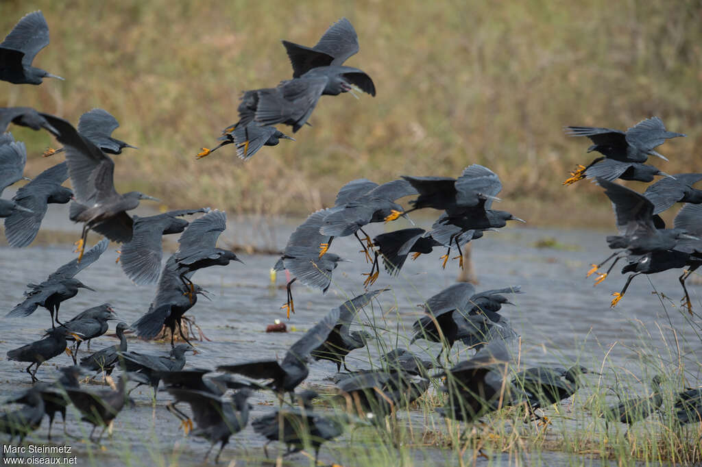 Black Heron, habitat, Flight