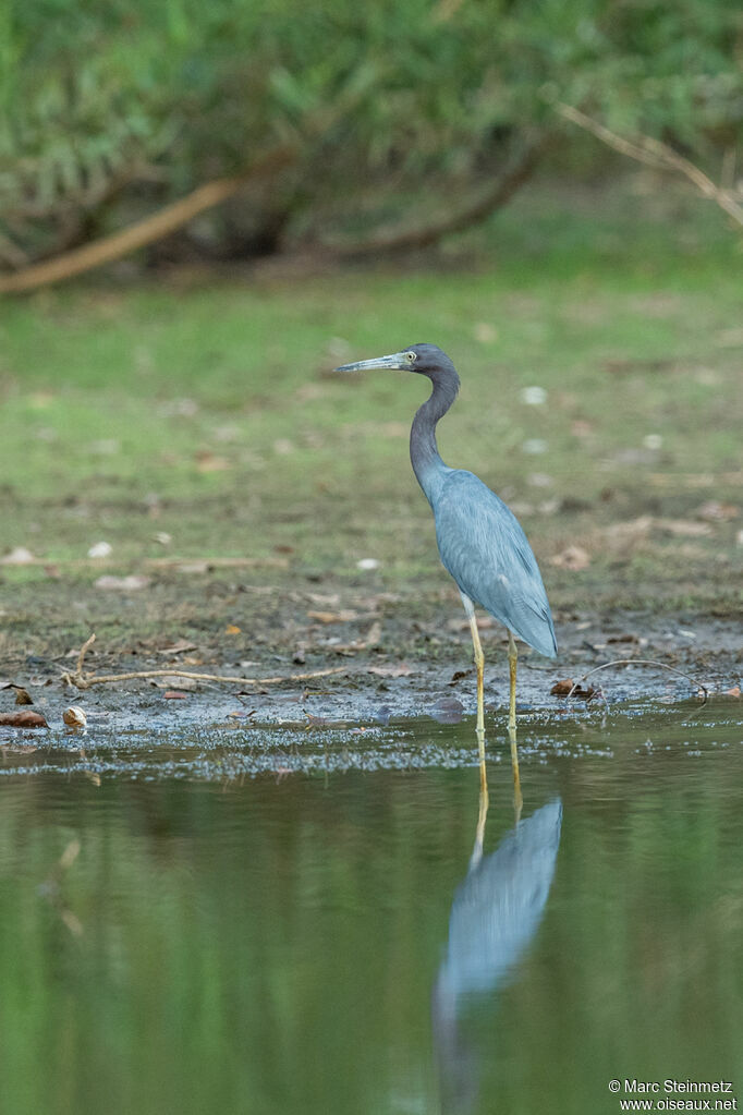 Little Blue Heron