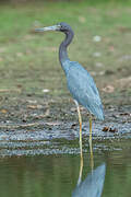 Little Blue Heron