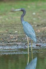 Aigrette bleue