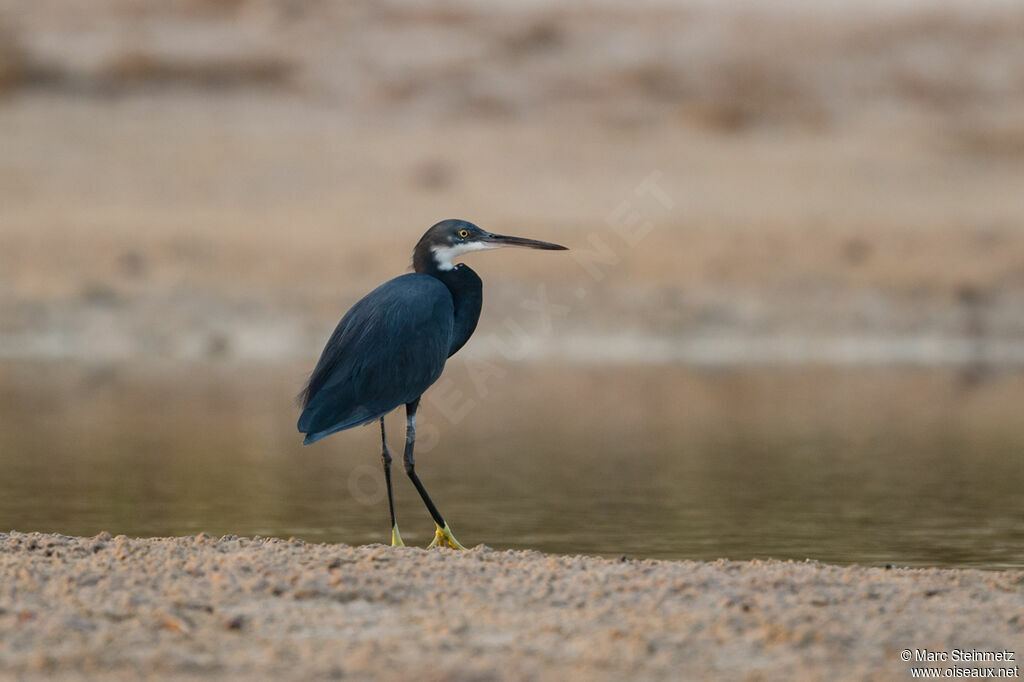 Western Reef Heron