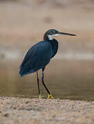 Aigrette des récifs