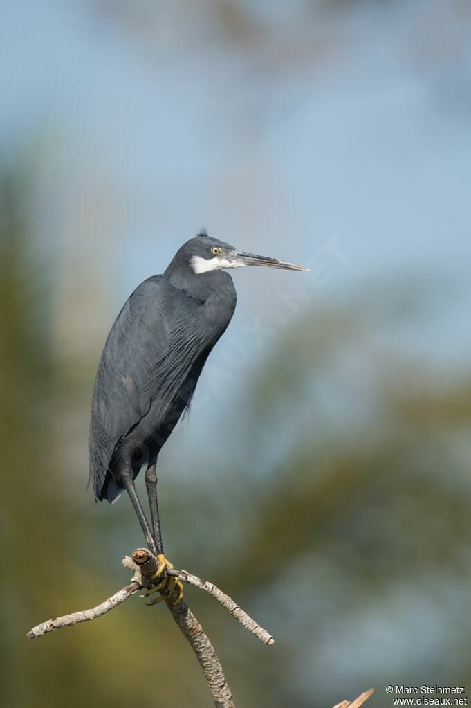 Western Reef Heron