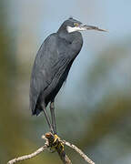 Aigrette des récifs