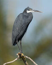 Aigrette des récifs