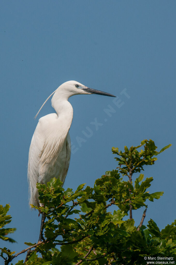 Little Egret