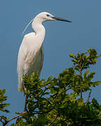 Little Egret