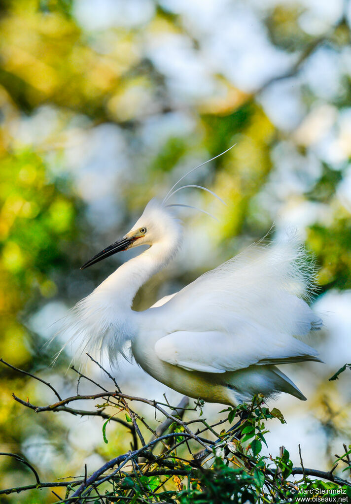 Little Egret